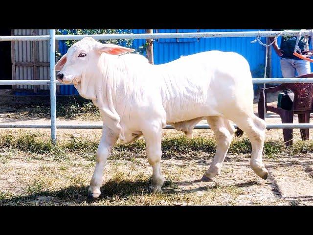 Best looking bull of Bangladesh