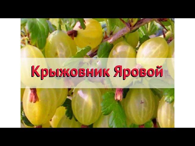 Крыжовник обыкновенный Яровой  Обзор: посадка и уход. крупномеры крыжовника: описание и особенности