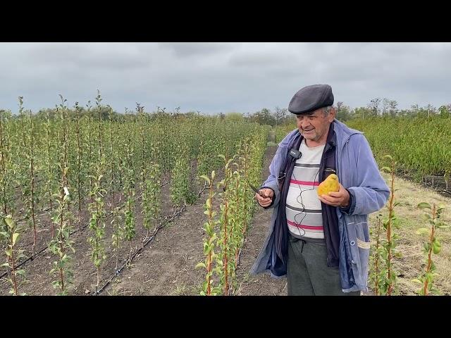 Обзор осеннего сорта груши Бера Дюрандо.