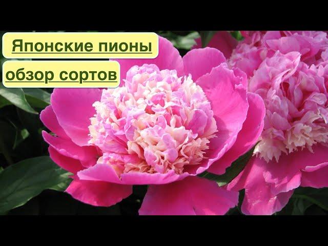 ЯПОНСКИЕ ТРАВЯНИСТЫЕ ПИОНЫ. ОБЗОР КРАСИВЫХ СОРТОВ. Japanese herbaceous peonies