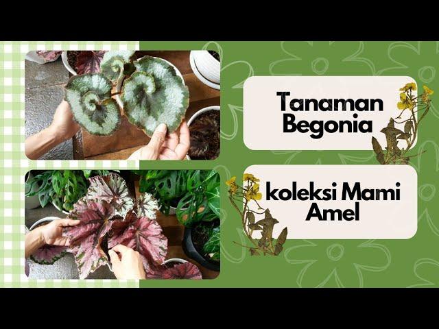 Tanaman begonia koleksi mami amel