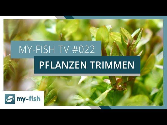 Pflanzen trimmen und vermehren | my-fish TV