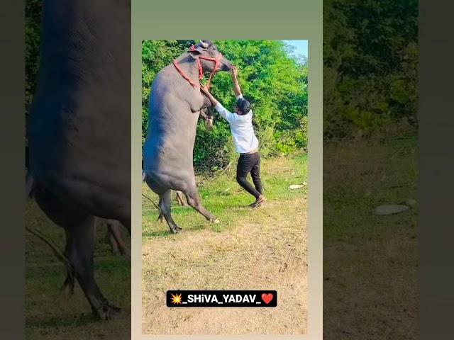 #sadar #bull #sadarfestival #yadav #yadavbrand#viral #trending