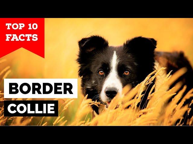 Border Collie - Top 10 Facts