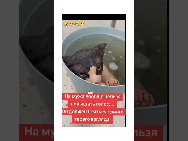 На мужа нельзя кричать… особенно если он кот!