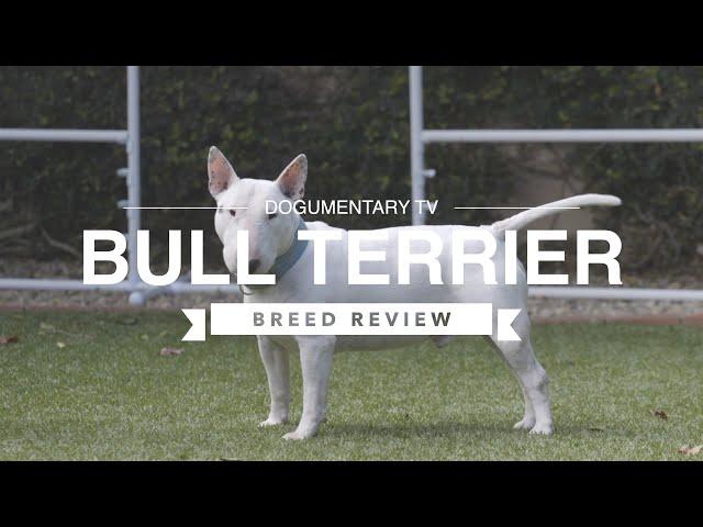 BULL TERRIER BREED REVIEW