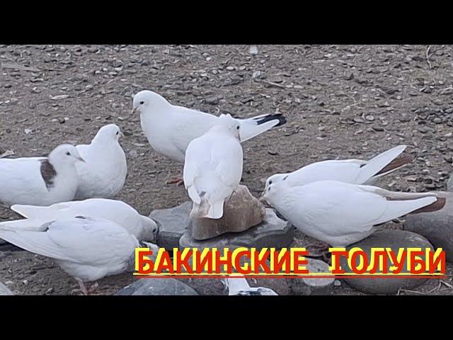 Зимний гон Бакинских голубей!