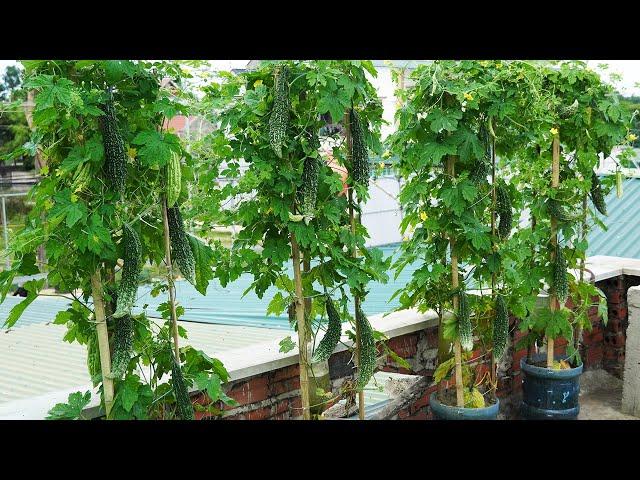 Growing Bitter Melon On The Terrace Is Simple, Effective And High Yield