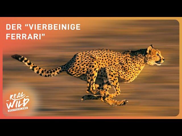 Doku: Der Gepard - Das schnellste Raubtier der Welt | Real Wild Deutschland