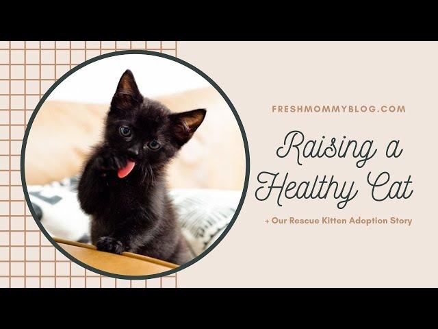 Kitten Rescue Adoption Story + Raising a Healthy Cat Tips | Fresh Mommy Blog