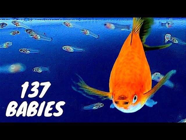 Shark Fin Swordtail Fish #Giving Birth to 137 Babies | Xiphophorus hellerii