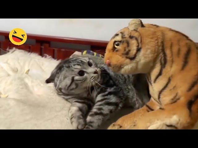 New Funny Animals  - Try not to laugh CATS And DOGS Video Compilation 