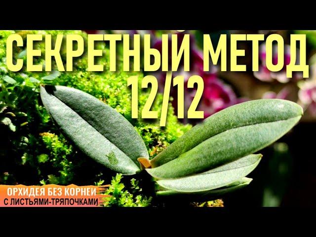 ️МОЙ СЕКРЕТНЫЙ МЕТОД ВОССТАНОВЛЕНИЯ ОРХИДЕЙ МЕТОД 12/12 И ОРХИДЕЯ БЕЗ КОРНЕЙ С ЛИСТЬЯМИ-ТРЯПОЧКАМИ!