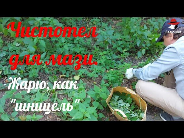 Жарю чистотел для крема - мази.  Для чего Мы это делаем?  Заготовка Травы.