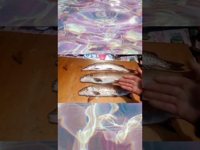 Рыбка! #щука #ленок