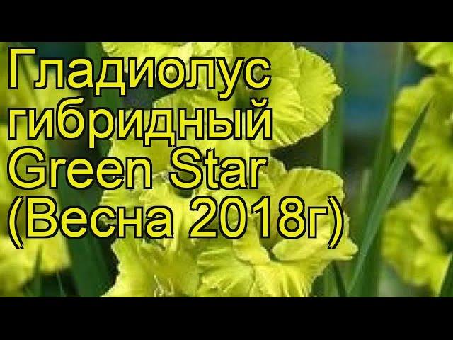 Гладиолус гибридный (Green Star). Краткий обзор, описание характеристик, где купить луковицы