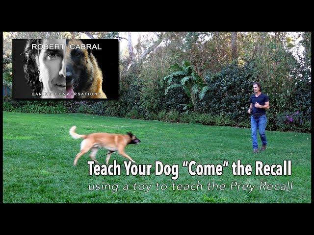 Teach Your Dog to COME, the Recall - Robert Cabral Dog Training #12