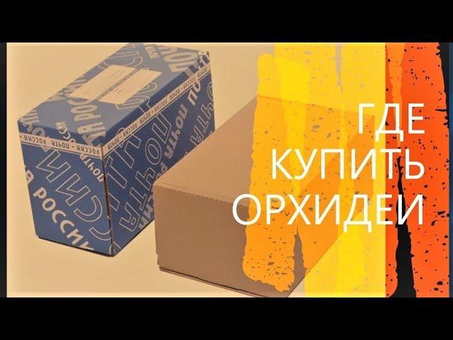 У кого я покупаю орхидеи.  Советы и предостережения.  Личный опыт