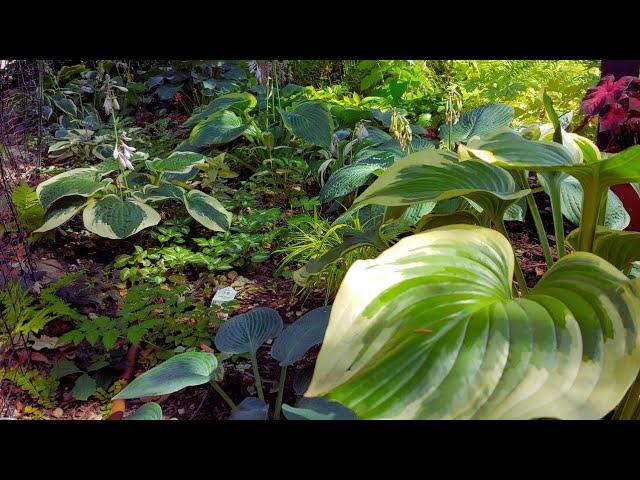  Hosta Garden Tour – A Lot of Amazing Hostas Varieties!  Shade Garden in zone 4 