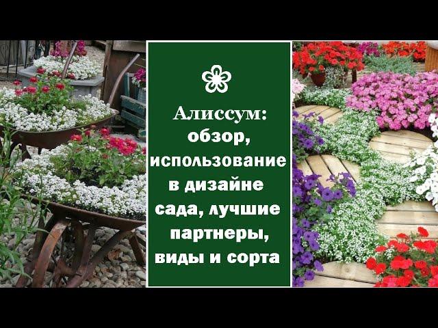  Алиссум: обзор, использование в дизайне сада, лучшие партнеры, виды и сорта