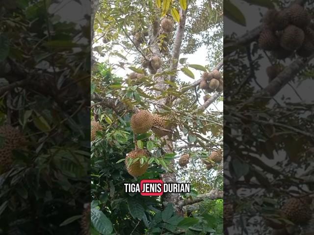 jenis durian premium yang cocok di tanam di indonesia #durian #durianviral #durianindonesia