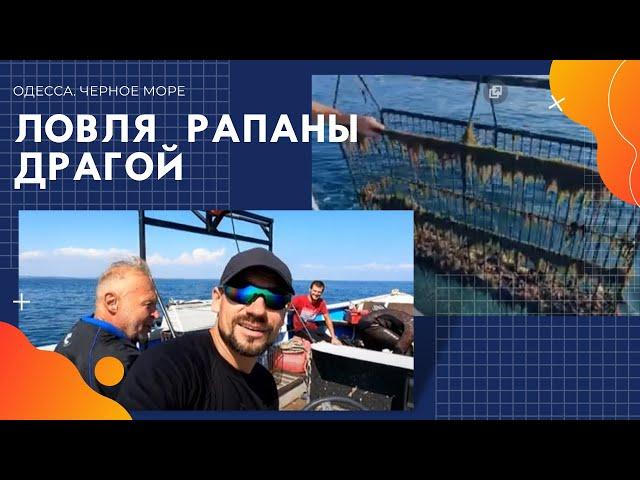 РАПАНА: Ловля рапаны драгой. Драгирование рапана в Черном море.