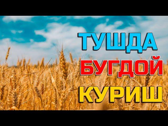 Туш табири - Тушда бугдой куриш