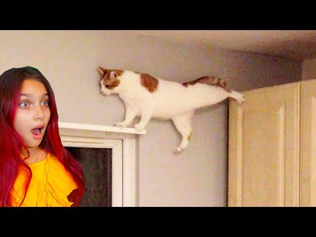 СМЕШНЫЕ КОТЫ В ТИКТОК  Коты и Собаки! НЕ ЗАСМЕЙСЯ ЧЕЛЛЕНДЖ Funny Cats TikTok Валеришка