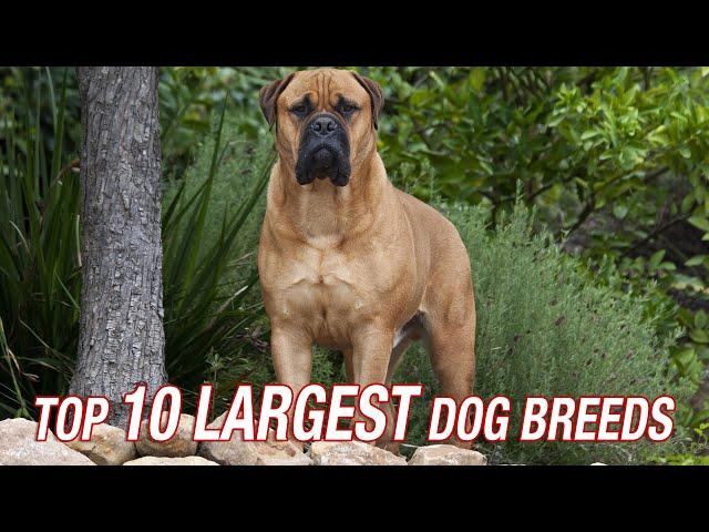 TOP TEN LARGEST DOG BREEDS