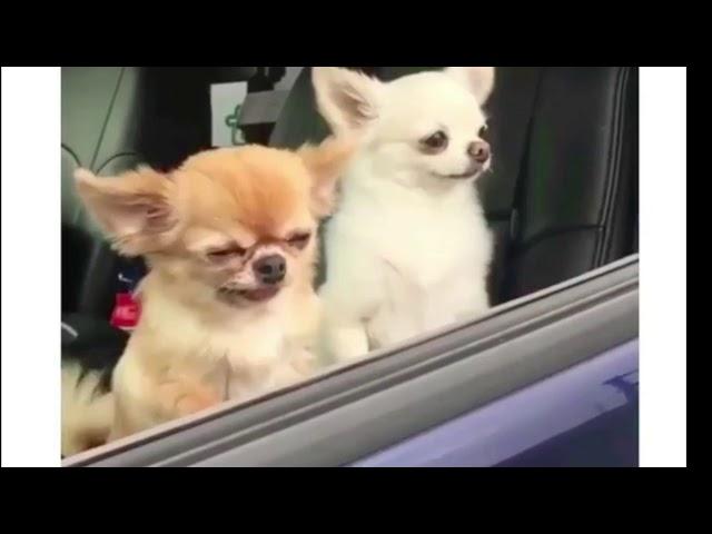 There are two type of People in the Morning | Funny Clip