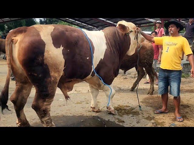 55 juta ️Marlboro super sapi siang tak kunjung laku