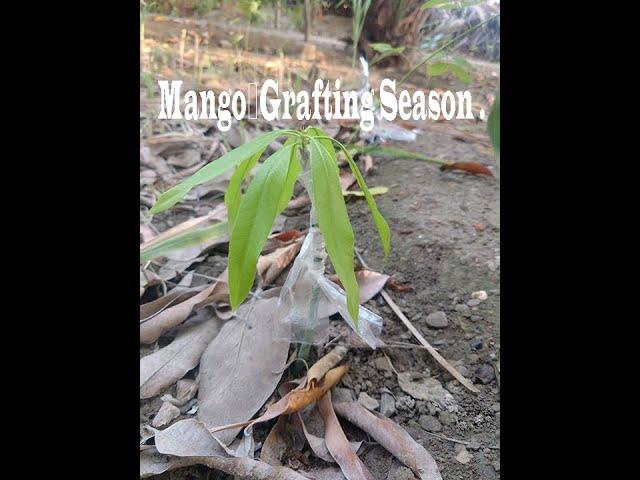 MangoGrafting Season .#mangoplant #mangografting #mango #shorts #4k #method #grafting #trending