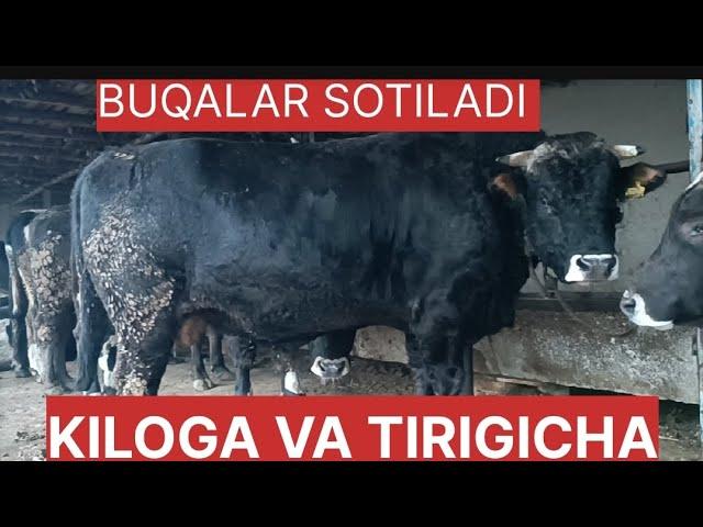 BUQALAR sotiladi TAROZIGA TORTIP VA TRIGICHA