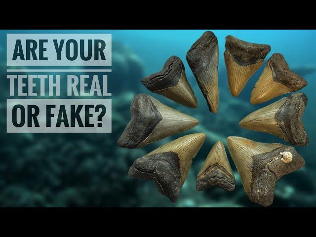 How to tell if your Megalodon tooth is real or fake