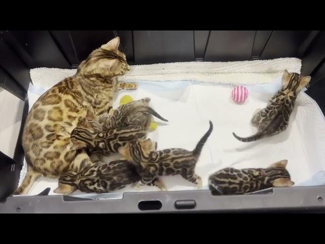 Available bengal kittens | Reginamur Bengal Cat’s Cattery | Bengal Kittens for sale