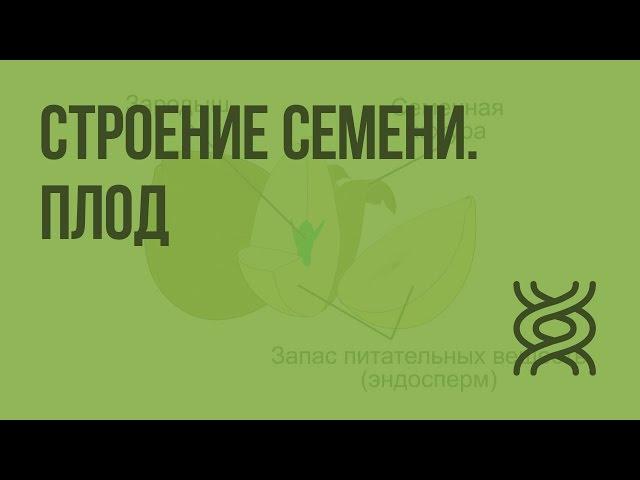 Строение семени. Плод. Видеоурок по биологии 6 класс