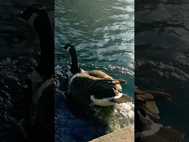 Canada Goose Jumps Into The Duck Pond In Slow Mo | Thornes Park #birds #avian #nature