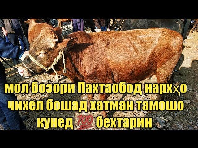 гов бозори регар Пахтаобод нархи гов  не пропустите ️