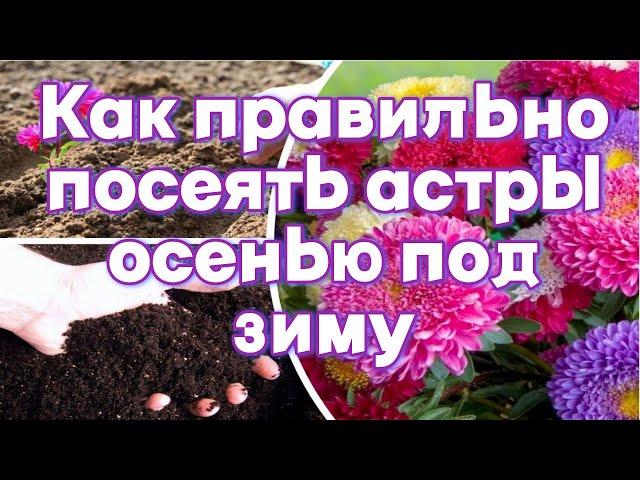 Как правильно посеять астры осенью под зиму