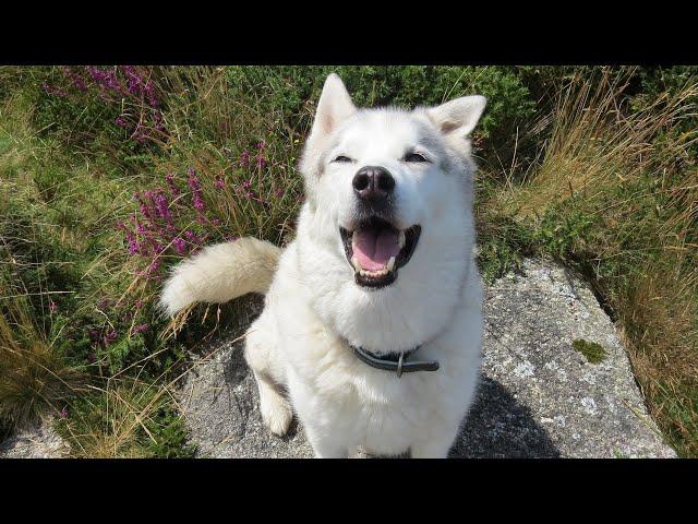 HUSKY searches for GHOSTS on the windswept moors ~ Nature ~ Views