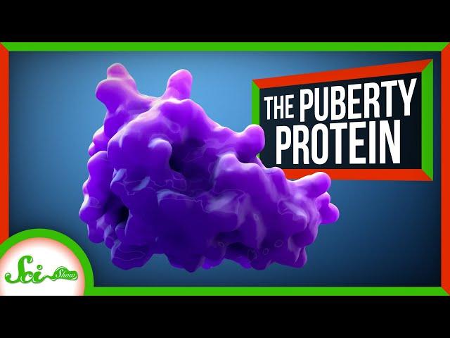 The Protein That Switches on Puberty