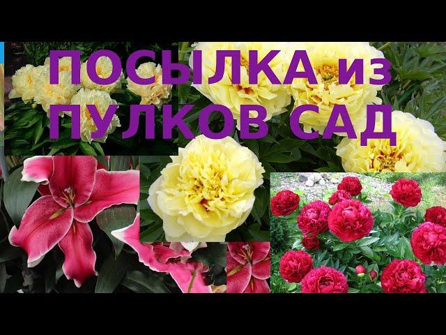 Вот это Посылка ! Пионы и лилии из Пулков сад