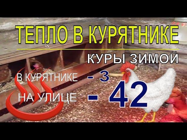 Мороз 42, а в круглогодичном курятнике с курами несушками зимой тепло