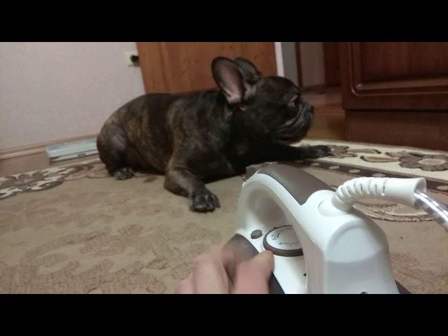 Французский бульдог Ричард боится утюга