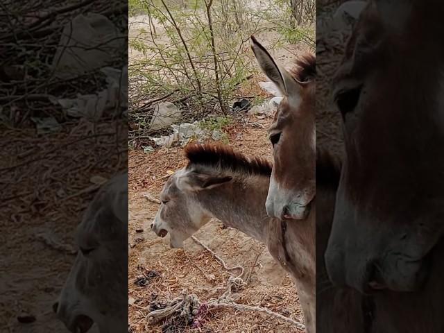 #Donkeys#animals#pets#viral #video#nature