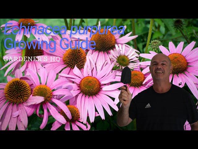 Echinacea purpurea Growing Guide (Purple Coneflower) by Gardener's HQ