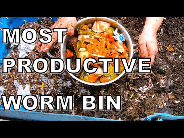 Most Efficient WORM Bin- 55 Gallon Worm Bin