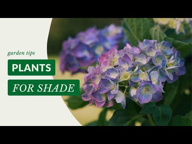 The Perfect Plants To grow In Shade! | Gardening Tips with J. Parker's