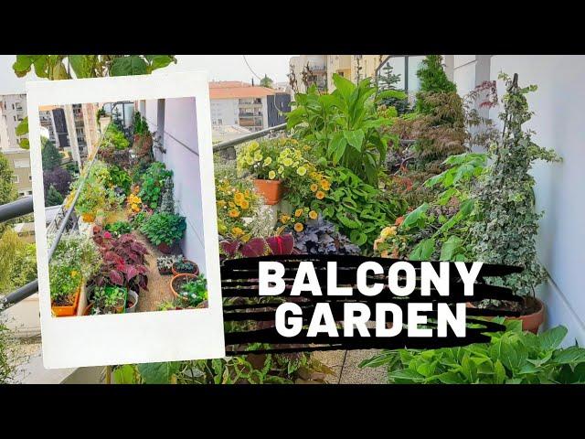 My Balcony Garden in Summer 2021  | 17m2garden