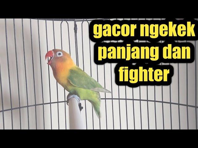 Sekali di putarkan ini lovebird FIGHTER akan ikutan ngetik NGEKEK gacor dan panjang